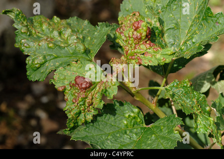 Ribes rosso blister (afide Cryptomyzus ribis) colorato di rosso bolle dovute a ribes bianco lascia Foto Stock