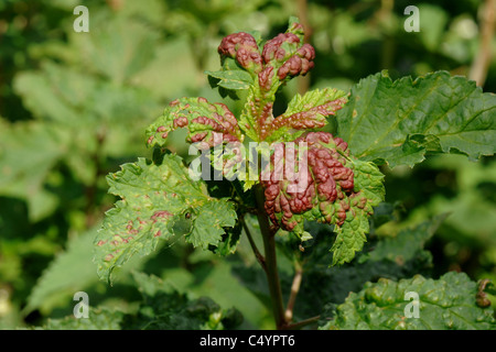 Ribes rosso blister (afide Cryptomyzus ribis) colorato di rosso bolle dovute a ribes bianco lascia Foto Stock