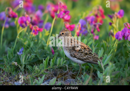 Temmincks stint (Calidris temminckii, Ereunectes temminckii) in piedi in fioritura Lathyrus. Foto Stock