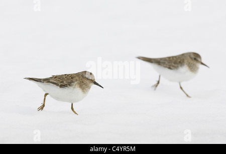 Temmincks stint (Calidris temminckii, Ereunectes temminckii). Due adulti in esecuzione sulla neve. Foto Stock