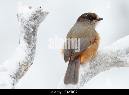 Siberian Jay (Perisoreus infaustus), appollaiato su un ramo innevato. Foto Stock