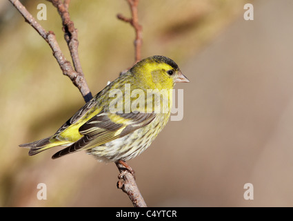 Eurasian Lucherino (Carduelis spinus) appollaiato su un ramoscello. Foto Stock