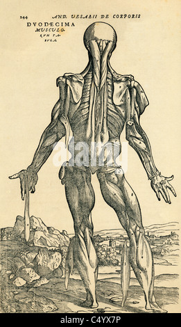 Studio anatomico originariamente pubblicato nel De humani corporis fabrica Libri Septem da Andreas Vesalius Foto Stock