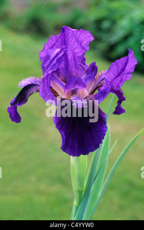 Iris 'Brannigan', nano barbuto iris blu porpora iridi pianta di giardino piante fiori fiori Foto Stock