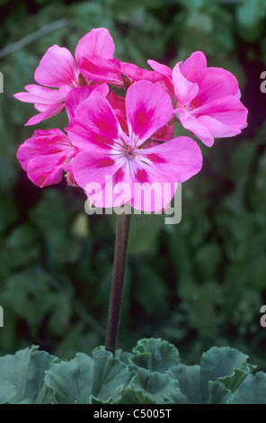 Pelargonium 'Sidonia', syn. "Pensid', rosa scuro fiore fiori del giardino di piante vegetali, geranio gerani pelargoniums Foto Stock