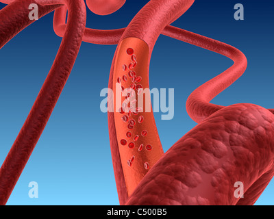 Arteria con le cellule del sangue Foto Stock