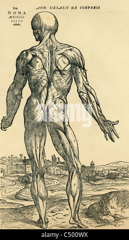Studio anatomico originariamente pubblicato nel De humani corporis fabrica Libri Septem da Andreas Vesalius Foto Stock