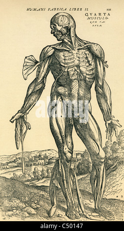 Studio anatomico originariamente pubblicato nel De humani corporis fabrica Libri Septem da Andreas Vesalius Foto Stock