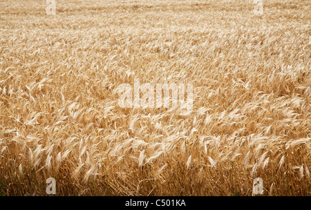 Immagine ravvicinata di grano levetta su un cielo blu sullo sfondo. Foto Stock