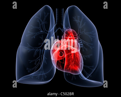 polmone e cuore Foto Stock