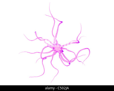 delle cellule nervose Foto Stock