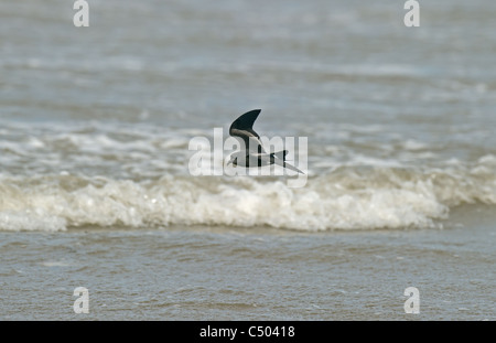 La liscivia Storm Petrel in volo sulle onde Foto Stock