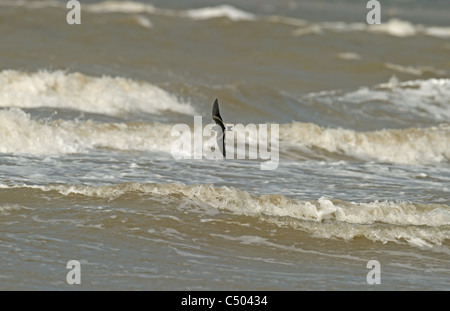 La liscivia Storm Petrel sulle onde Foto Stock