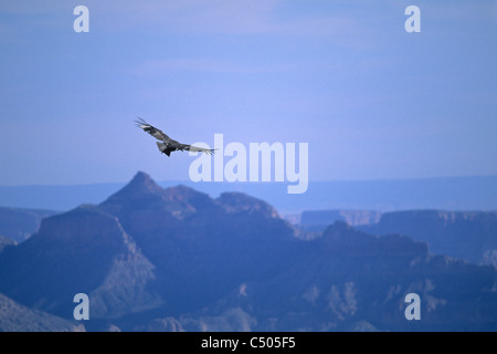 California Condor (Gymnogyps californianus), il Parco Nazionale del Grand Canyon, Arizona Foto Stock