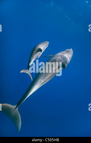 Una madre tursiope (Tursiops truncatus) nuota con il suo cucciolo in Mar Rosso Foto Stock