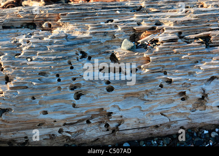 Un pezzo di driftwood con fori da ciottoli e bug nella luce del sole di mattina Foto Stock