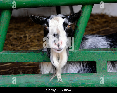 Un naughty capra con la sua testa bloccata tramite una recinzione. Foto Stock