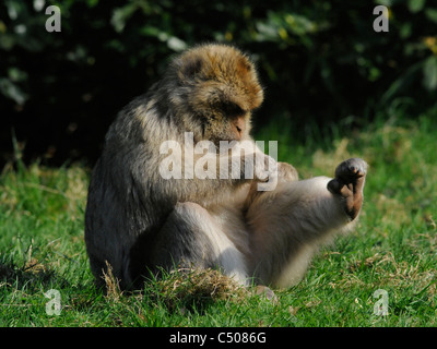 Una barberia ape toelettatura se stesso. Foto Stock