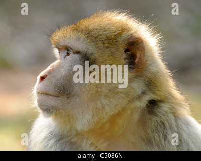 Il volto di una barberia Ape noto anche come macaco Silvano. Foto Stock