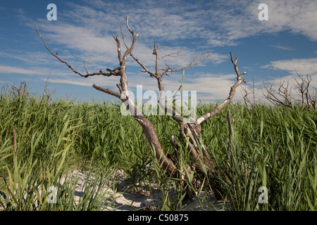 Parco nazionale di Vorpommersche Boddenlandschaft, Meclemburgo-Pomerania occidentale, Darß, Germania, Europa Foto Stock