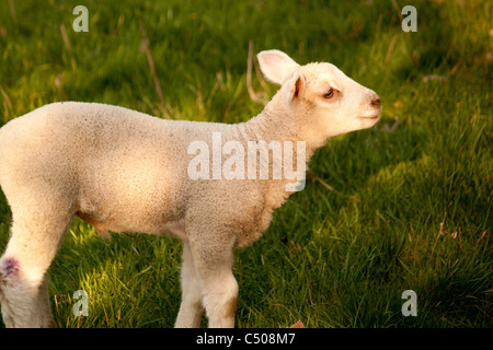 Agnello in serata sole Foto Stock