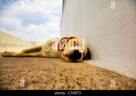 Tipico di Santorini iconico isola greca street dog pet tenendo fuori del sole caldo giorno dormendo sul cammino di Thira Foto Stock