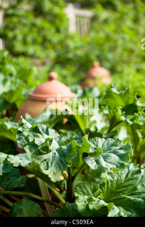 Rabarbaro, Rheum rhabarbarum 'Appleton forzatura dell', e forzando pentole in aprile, RHS Rosemoor, Devon, Inghilterra, Regno Unito Foto Stock
