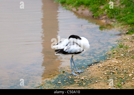 Pied avocet, recurvirostra avosetta, sul bordo delle acque in slimbridge Wetlands Centre Gloucestershire, Regno Unito Foto Stock