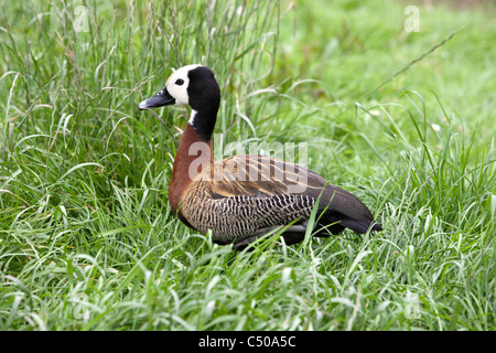 Di fronte bianco tree duck dendrocygna viduata in erba Foto Stock