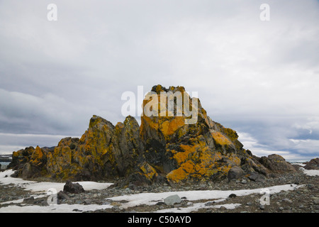 Il Lichen rocce coperte sulla Penguin Island, Antartide Foto Stock