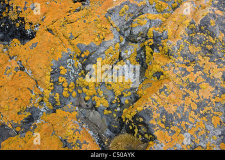 Il Lichen rocce coperte sulla Penguin Island, Antartide Foto Stock