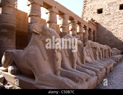 I montoni del tempio di Karnak. in appoggio sui lati della prima corte del tempio . Foto Stock