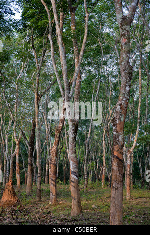 Hevea (gomma albero) plantation nel quartiere Wayanand, Kerala, India. Foto Stock