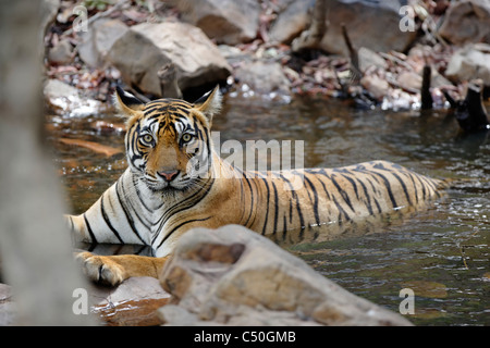 Tigre del Bengala all'interno di un'acqua all'interno di rocce di raffreddamento nel bosco selvatico di Ranthambhore, India. ( Panthera Tigris) Foto Stock