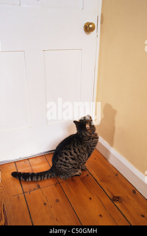 Tabby cat in attesa per la porta da aprire in home Foto Stock