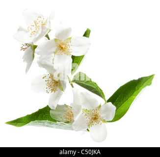 Fiori di gelsomino isolato su uno sfondo bianco. Foto Stock