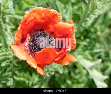 Immagine ravvicinata di gara fiore di papavero. Foto Stock