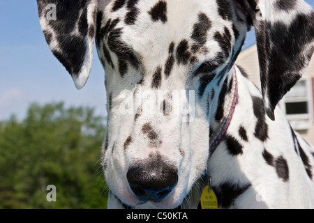 Cane dalmata fino vicino, dog face dalmata Foto Stock