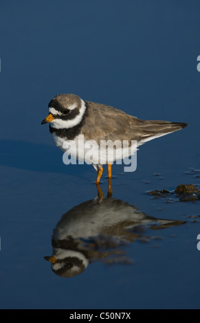 Di inanellare Plover riflessa in acqua blu Foto Stock