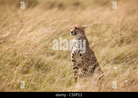 Avviso di un ghepardo si siede immobile a lungo Mara erba. Masai Mara, Kenya. Foto Stock