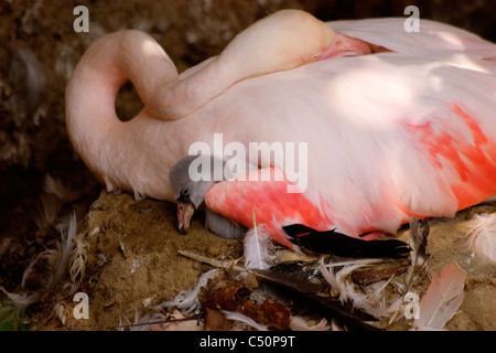 SLEEPING fenicottero rosa con la neonata pulcino su NIDO Foto Stock