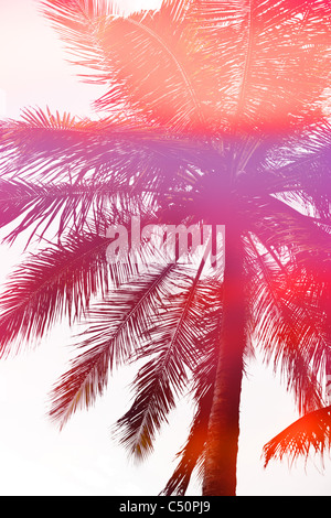 Abstract silhouette di una bella coconut Palm tree. Foto Stock