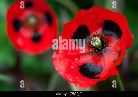 Papaver commutatum coccinella il papavero Foto Stock