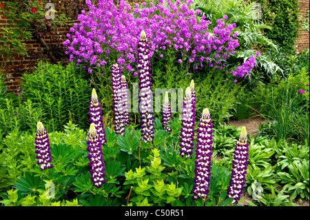 Lupinen und Schwertlilien in einem barbabietola, lupini e iris Foto Stock