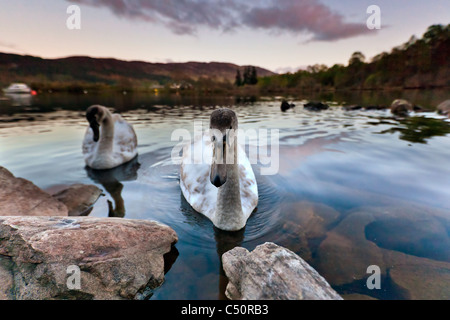 Cigni in Loch Ness Foto Stock