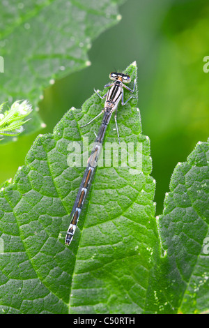 Comune Damselfly blu Enallagma cythigerum femmina adulta a riposo su una foglia Foto Stock