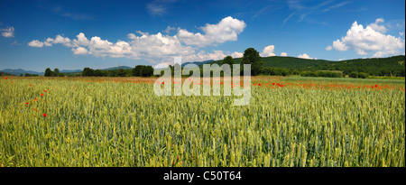 Grano verde panorama Foto Stock