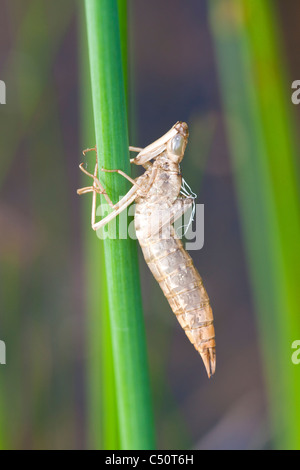 L'imperatore libellula Anax imperator exuviae su un gambo reed Foto Stock