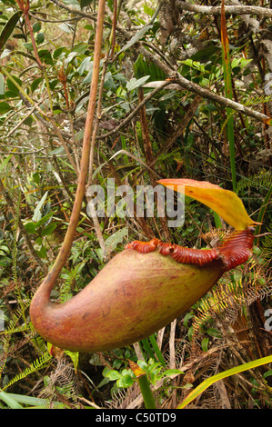 Carnivori di pianta brocca (Nepenthes Villosa) in Kinabalu Parco Nazionale a Sabah, Borneo Malaysia Foto Stock