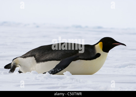 1 pinguino imperatore toboga fino a pedale attraverso pranzo di ghiaccio in Antartide snowfield azione di arresto di close-up di messa a fuoco morbida dello sfondo bianco di neve Foto Stock